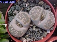 Lithops salicola C 322