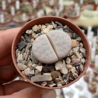 Lithops pseudotruncatella ssp. dendritica farinosa C 245