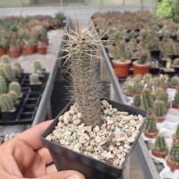 Austrocactus spec. (dw)