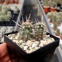 Austrocactus subandinus (dw)
