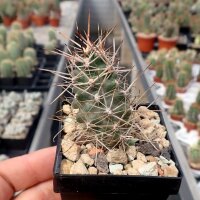 Austrocactus subandinus (dw)