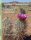 Profiles of Sclerocactus, Jean Bonnefond