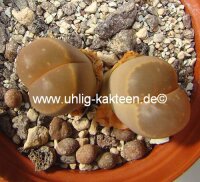 Lithops olivacea v. nebrownii Aggeneys