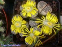 Lithops olivacea v. nebrownii Aggeneys