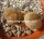 Lithops olivacea v. nebrownii Aggeneys