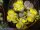 Lithops olivacea v. nebrownii Aggeneys