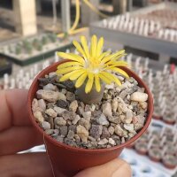 Lithops olivacea SB 1560