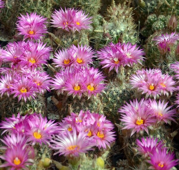 Escobaria vivipara SB 981 Laramie County, Wyoming, USA (dw)