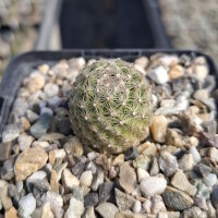 Escobaria vivipara SB 981 Laramie County, Wyoming, USA (dw)