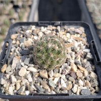 Escobaria vivipara SB 981 Laramie County, Wyoming, USA (dw)