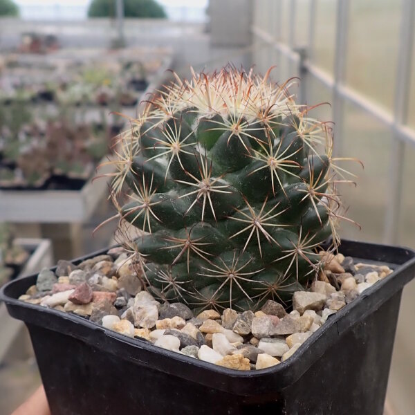 Coryphantha hintoniorum f. alpina (dw)