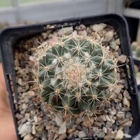 Coryphantha hintoniorum f. alpina (dw)