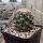 Coryphantha hintoniorum f. alpina (dw)