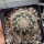 Coryphantha hintoniorum f. alpina (dw)