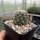 Coryphantha hintoniorum f. alpina (dw)
