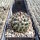 Coryphantha hintoniorum f. alpina (dw)
