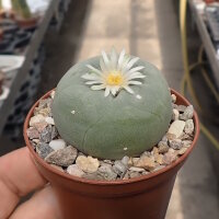 Lophophora Hybride