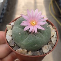 Lophophora Hybride