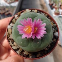 Lophophora Hybride