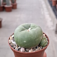 Lophophora Hybride