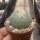 Lophophora Hybride
