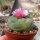 Lophophora Hybride