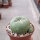 Lophophora Hybride