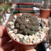 Copiapoa hypogaea cv. Lizard Skin