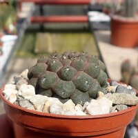 Copiapoa hypogaea cv. Lizard Skin