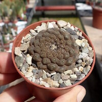 Copiapoa hypogaea cv. Lizard Skin