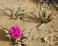 Ariocarpus agavoides Tula, Mexico  CITES, not outside EU