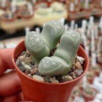Lithops marmorata oernoep, jakkalswater