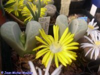 Lithops optica C 276