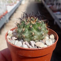 Neoporteria clavata KK 62 Algarobito, Chile 300-500m