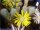 Lithops optica luederitz