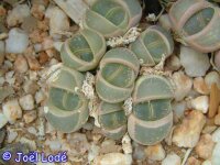 Lithops olivacea SB 1998