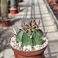Astrophytum capricorne v. crassispinum cv. Buffalo