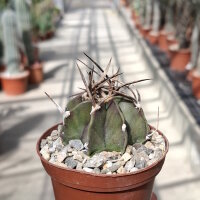 Astrophytum capricorne v. crassispinum cv. Buffalo