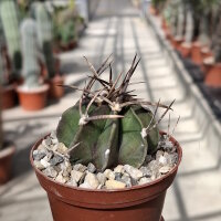 Astrophytum capricorne v. crassispinum cv. Buffalo