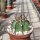 Astrophytum capricorne v. crassispinum cv. Buffalo