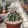 Astrophytum capricorne v. crassispinum cv. Buffalo