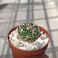 Stenocactus crispatus Bernal, Queretaro, Mexico
