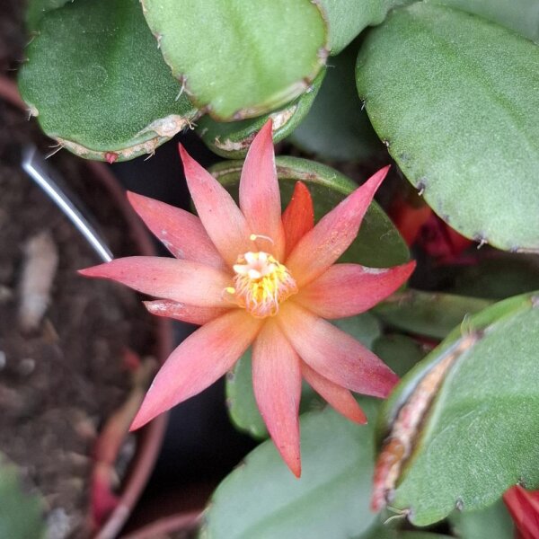 Rhipsalidopsis-Hybr. Quittlinga