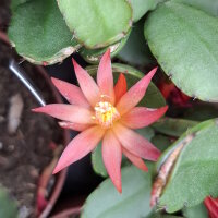 Rhipsalidopsis-Hybr. Quittlinga