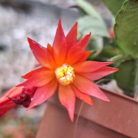 Rhipsalidopsis-Hybr. Quittlinga
