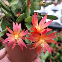 Rhipsalidopsis-Hybr. Quittlinga