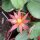 Rhipsalidopsis-Hybr. Quittlinga
