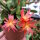 Rhipsalidopsis-Hybr. Quittlinga
