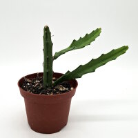 Hylocereus schomburgkii