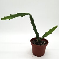 Hylocereus schomburgkii